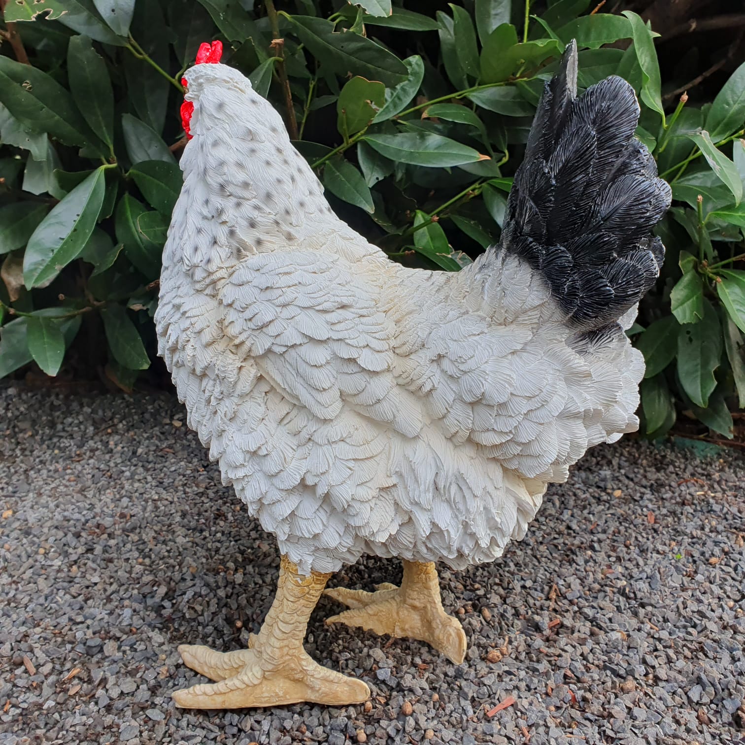 Stehendes weißes Huhn mit schwarzen Schwanzfedern von hinten