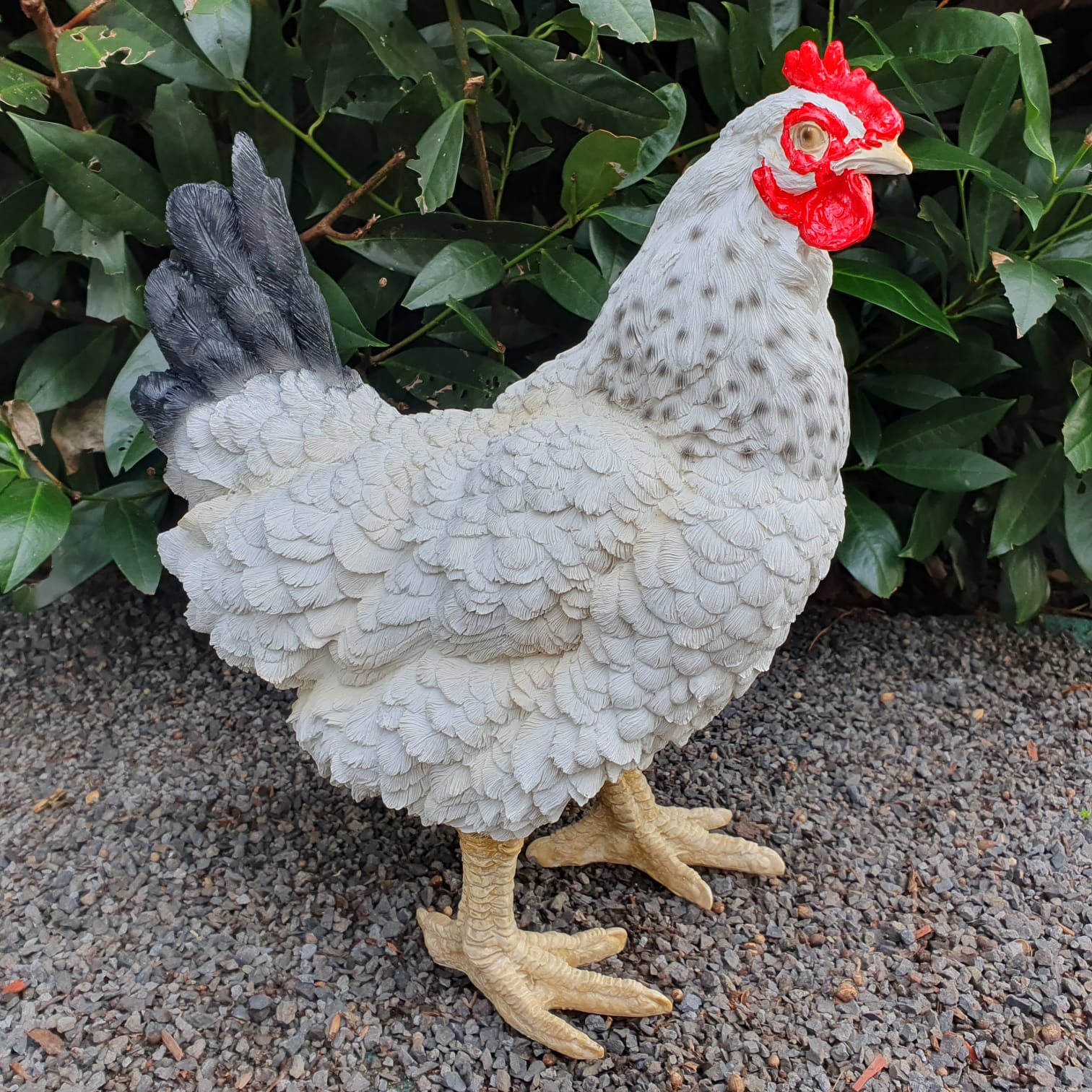 Stehendes weißes Huhn mit schwarzen Schwanzfedern