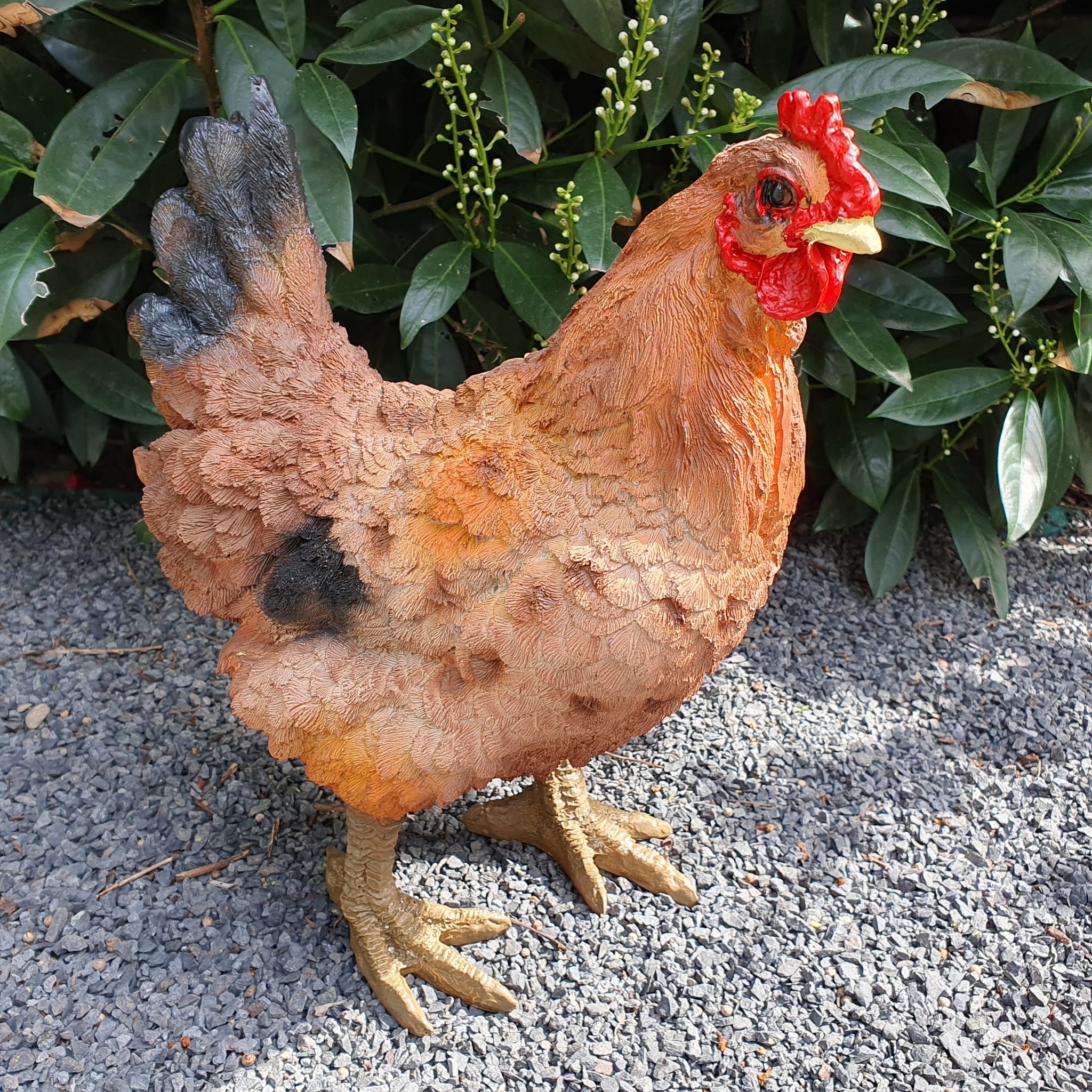 Stehendes braunes Huhn mit schwarzen Schwanzfedern