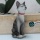 Deko Katze die Sitzt 12 cm Katzenfigur
