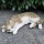 Gartenfigur liegende Katzen Figur in grau 40 cm lang