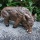Gartenfigur Wildschwein Figur 37 cm lang